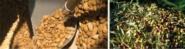 Mas de Trotte-Vache - Transformation des olives et des amandes de Provence