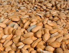 Mas de Trotte-Vache - Amandes en coque