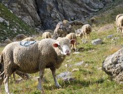 Transhumances des moutons dans les Basses-Alpes