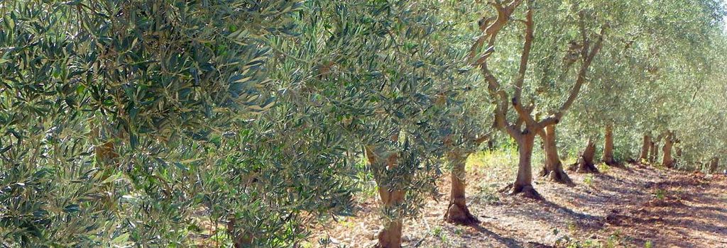 Culture d'oliviers à Trotte-Vache à Valensole en provence